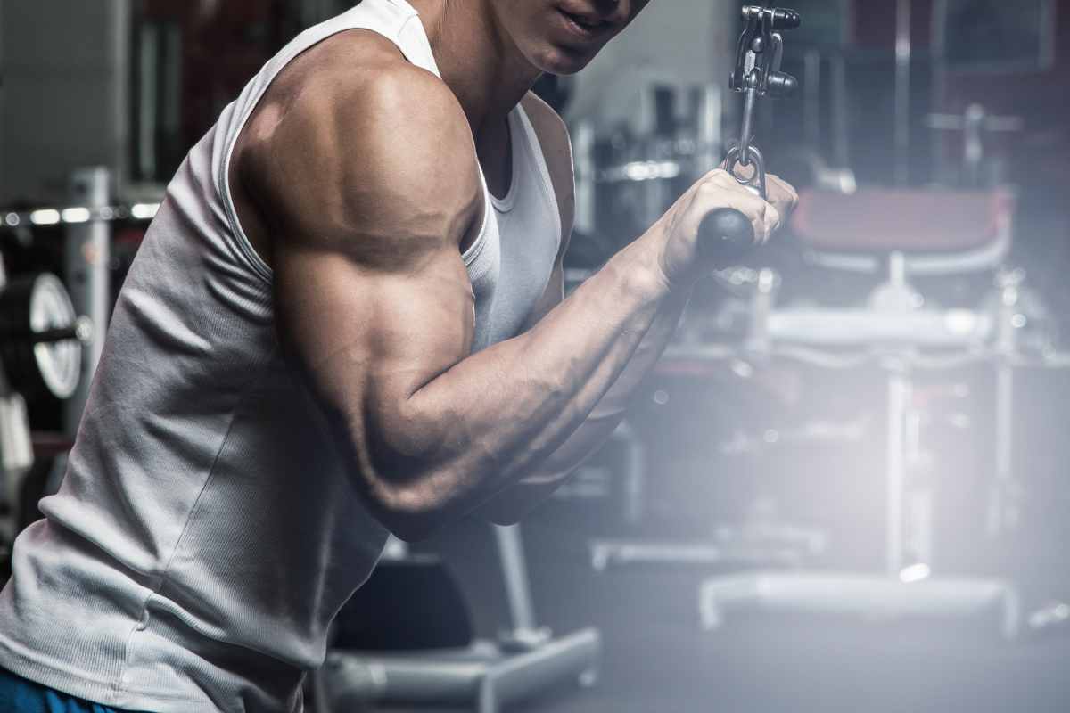 Triceps long ou court : guide complet pour comprendre, mesurer et optimiser vos résultats